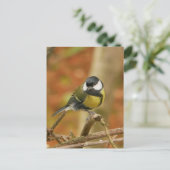 Carte postale de Mésange charbonnière (Debout devant)