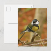 Carte postale de Mésange charbonnière (Devant / Derrière)