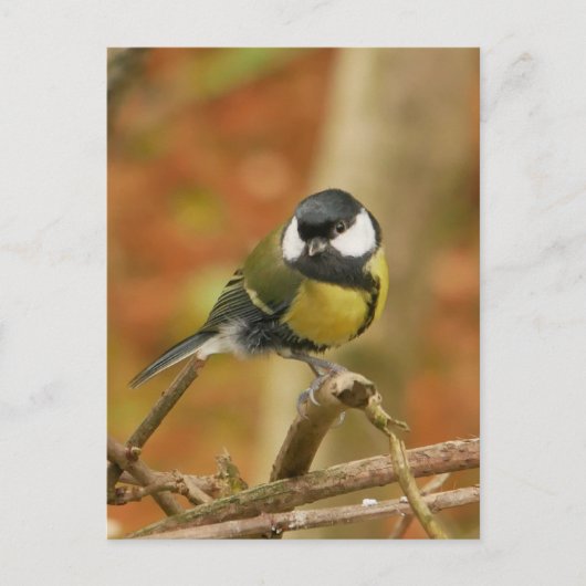 Carte postale de Mésange charbonnière (Devant)