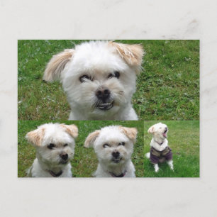 Carte postale de mignon Chien 3