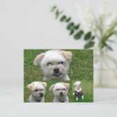 Carte postale de mignon Chien 3 (Debout devant)