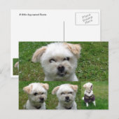 Carte postale de mignon Chien 3 (Devant / Derrière)