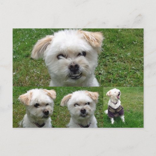Carte postale de mignon Chien 3 (Devant)
