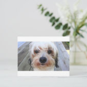 Carte postale de mignon chien sur banc (Debout devant)