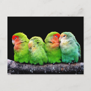 Carte Postale De mignons perroquets colorés assis sur une branch