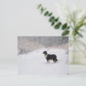 Carte postale de Milou border collie (Debout devant)