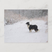 Carte postale de Milou border collie