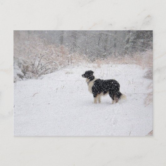 Carte postale de Milou border collie (Devant)