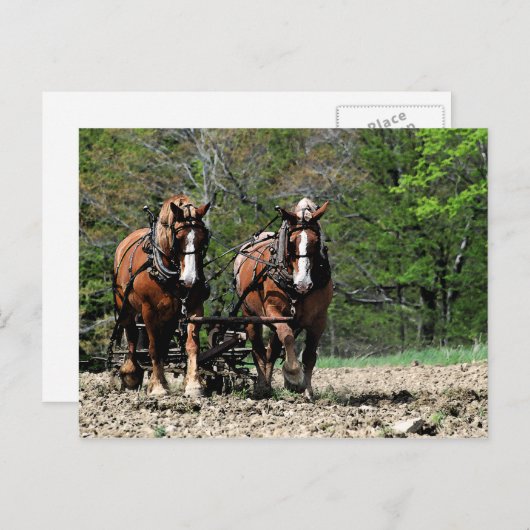 Carte postale de mise à jour (Devant / Derrière)