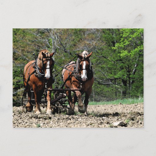 Carte postale de mise à jour (Devant)