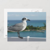 Carte postale de mouette au paradis (Devant / Derrière)