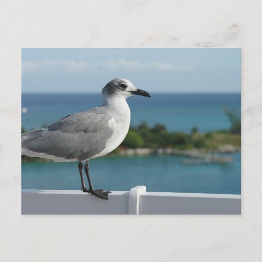 Carte postale de mouette au paradis (Devant)