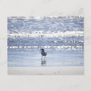 Carte postale de mouette dans l'océan