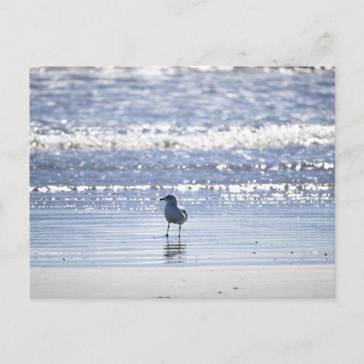 Carte postale de mouette dans l'océan (Devant)