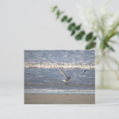 Carte postale de mouette en vol (Debout devant)
