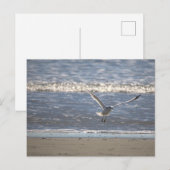 Carte postale de mouette en vol (Devant / Derrière)