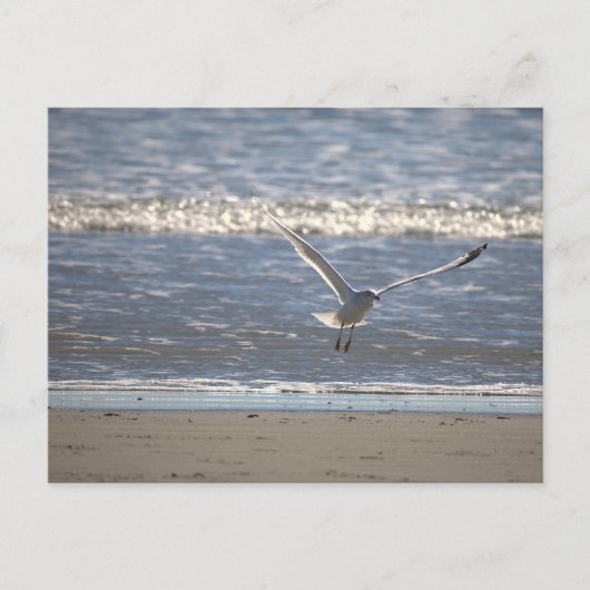 Carte postale de mouette en vol (Devant)