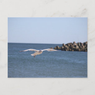 Carte postale de mouette en vol