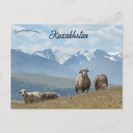 Carte postale de moutons au Kazakhstan (Devant)