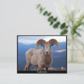 carte postale de moutons, Colorado (Debout devant)