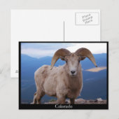 carte postale de moutons, Colorado (Devant / Derrière)