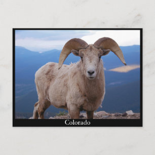 carte postale de moutons, Colorado