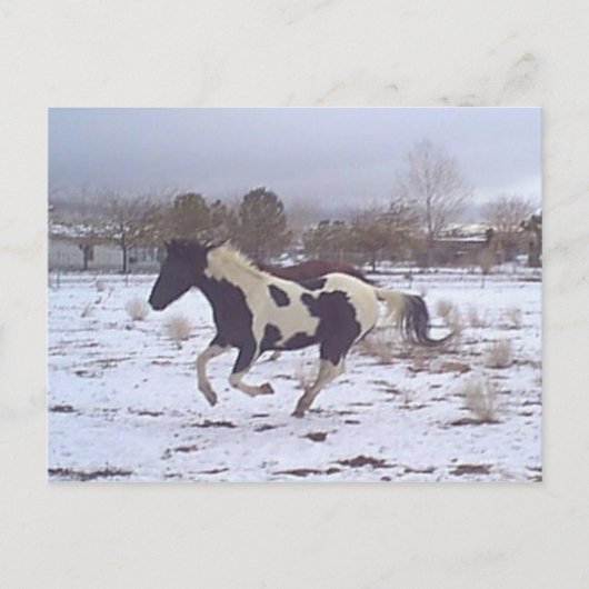 Carte postale de Mustang-Spirit (Devant)