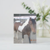 Carte postale de Mustang-Spirit (Debout devant)