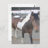 Carte postale de Mustang-Spirit (Devant / Derrière)