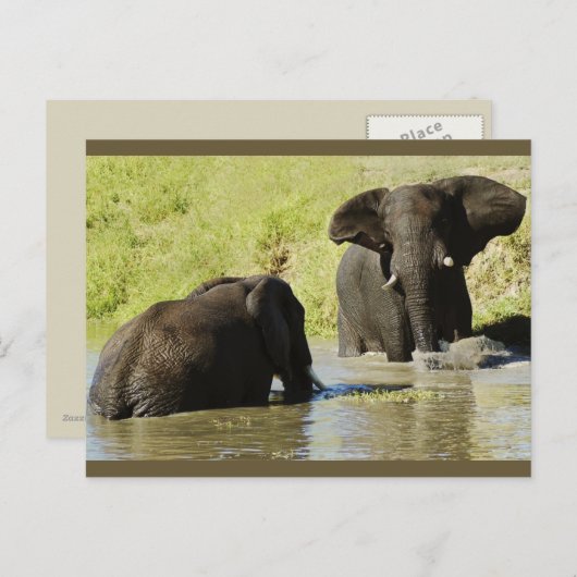 Carte postale de natation d'éléphant (éléphant afr (Devant / Derrière)