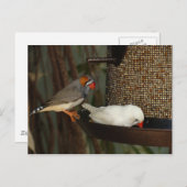 CARTE POSTALE DE NATURE (Devant / Derrière)