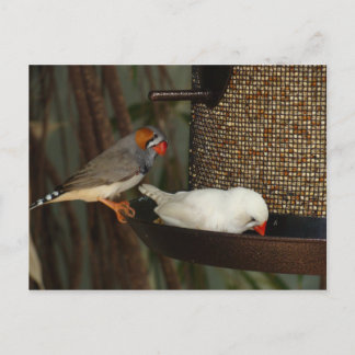 CARTE POSTALE DE NATURE