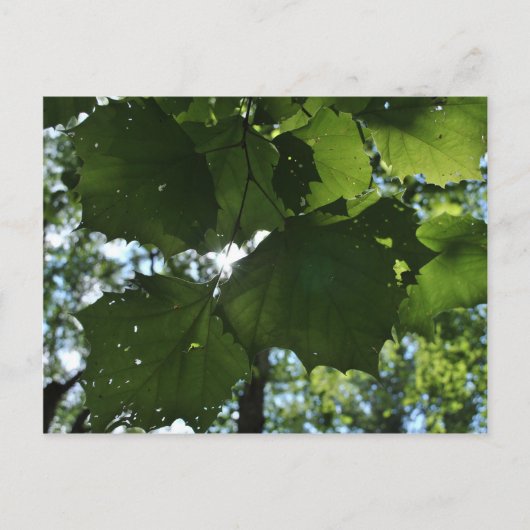 Carte postale de nature régulière (Devant)