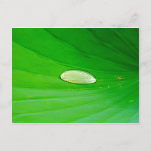 Carte postale de nénuphar