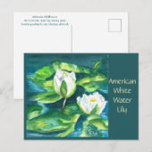 Carte postale de nénuphar d'eau douce américain (Devant / Derrière)