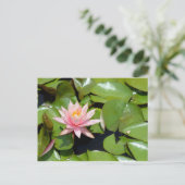 Carte postale de nénuphar rose (Debout devant)