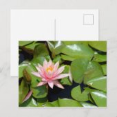 Carte postale de nénuphar rose (Devant / Derrière)