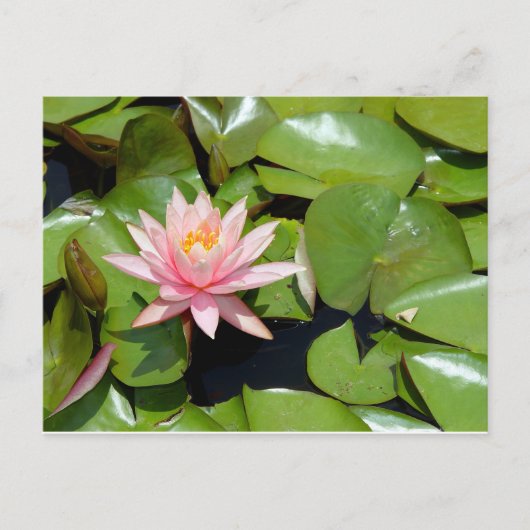 Carte postale de nénuphar rose (Devant)