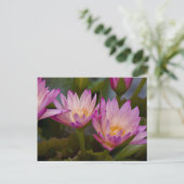 Carte postale de nénuphars rose pourpre (Debout devant)