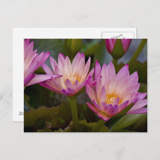 Carte postale de nénuphars rose pourpre (Devant / Derrière)