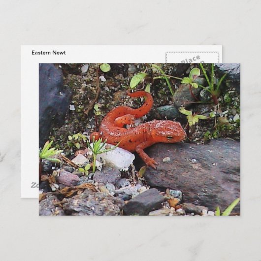 Carte postale de Newt Eastern (Devant / Derrière)