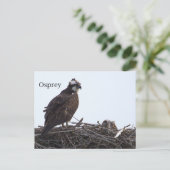 Carte postale de nid d'aigle de mer (Debout devant)
