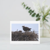 Carte postale de nid d'aigle de mer  (Debout devant)