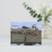 Carte postale de nid d'aigle de mer (Debout devant)