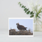 Carte postale de nid d'aigle de mer (Debout devant)