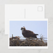 Carte postale de nid d'aigle de mer (Devant / Derrière)