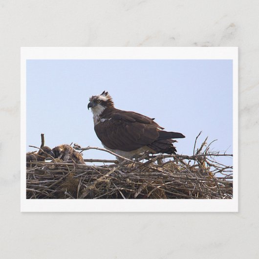 Carte postale de nid d'aigle de mer (Devant)