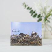 Carte postale de nid d'aigle de mer (Debout devant)