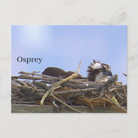 Carte postale de nid d'aigle de mer (Devant)