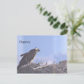Carte postale de nid d'aigle de mer (Debout devant)